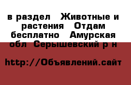  в раздел : Животные и растения » Отдам бесплатно . Амурская обл.,Серышевский р-н